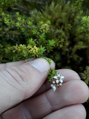 Kunzea tenuicaulis