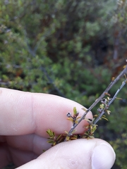 Kunzea tenuicaulis