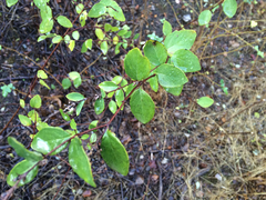 Symphoricarpos albus albus
