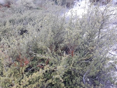 Kunzea tenuicaulis