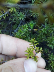 Kunzea tenuicaulis