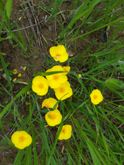 Eschscholzia lobbii
