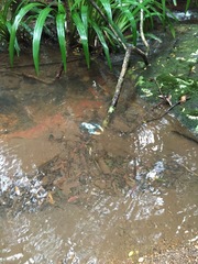 Euastacus sulcatus