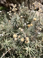 Carlina xeranthemoides image