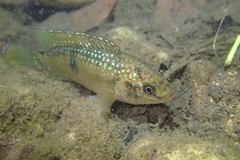 Rubricatochromis