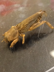 Neoscapteriscus vicinus