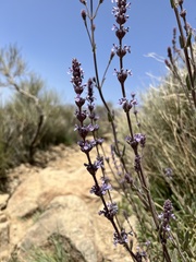 Nepeta teydea image