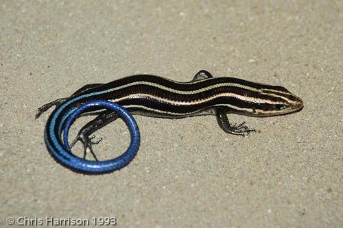 Common Five-lined Skink, photo 10 of 10