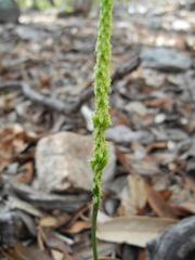 Malaxis macrostachya