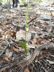 Malaxis macrostachya