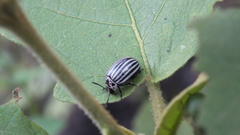 Leptinotarsa undecimlineata