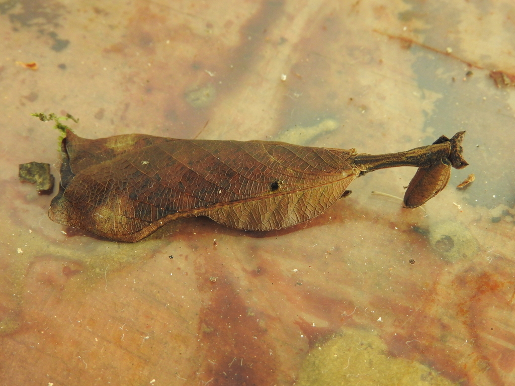 South American Dead Leaf Mantis