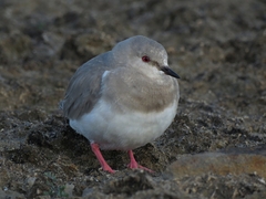 Magellanic Plover photo 2