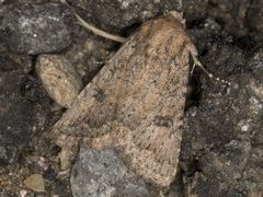 Protorthodes alfkenii