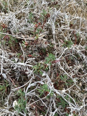 Polygonum paronychia
