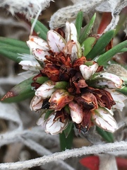 Polygonum paronychia