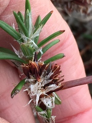 Polygonum paronychia