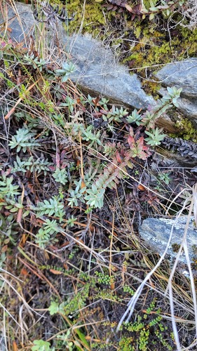Veronica biggarii observed 2023-04-08