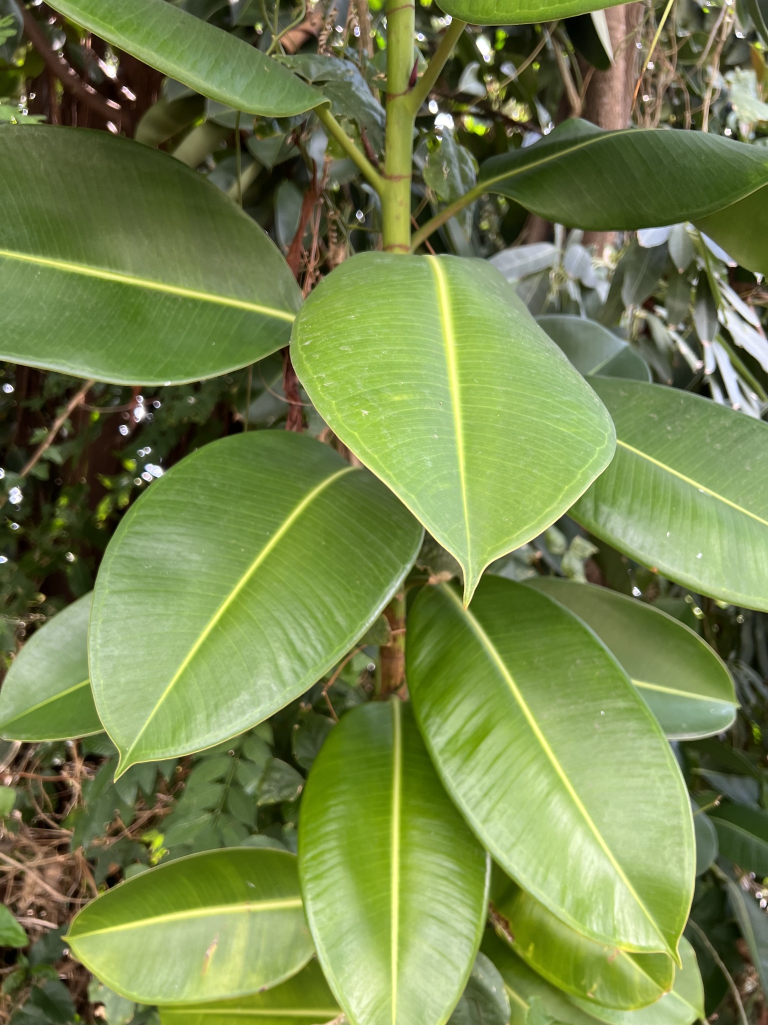 Ficus elastica Roxb.