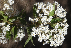 Olearia cheesemanii