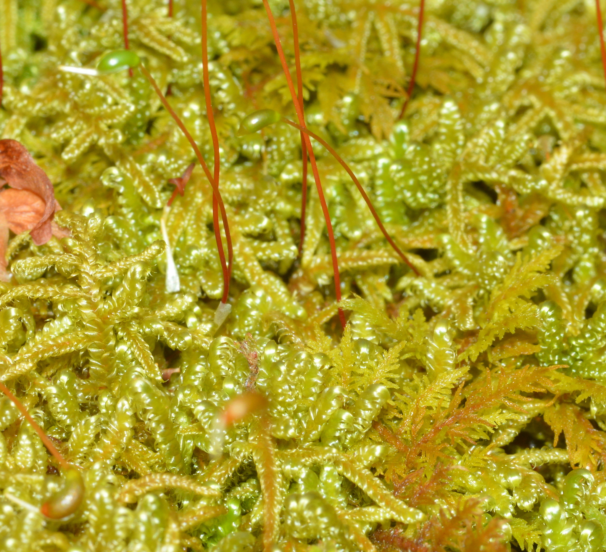 Preserved Sheet Moss (Hypnum curvifolium)