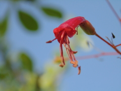 Fouquieria macdougalii