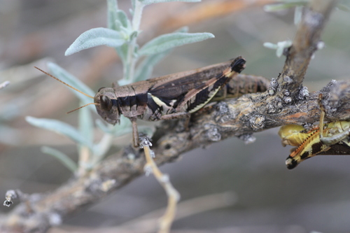 Canyon Grasshopper photo 2