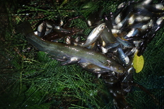 Pterocryptis anomala