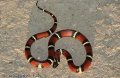 Lampropeltis annulata