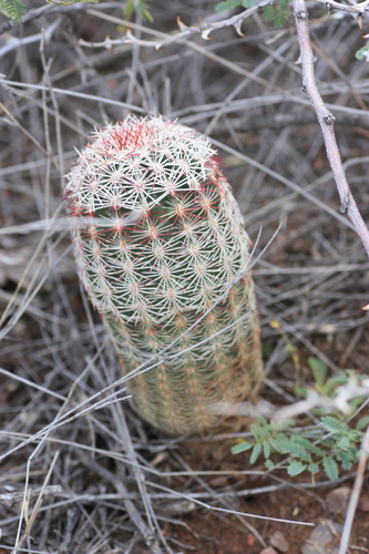 Texas Hedgehog Cactus