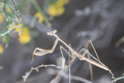 Arizona Tan Mantis photo 5