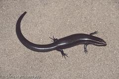 Four-Lined Skink photo 3