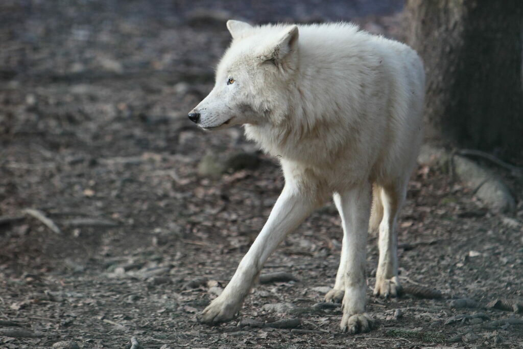 American Tundra Wolf