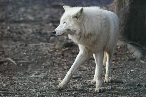 American Tundra Wolf