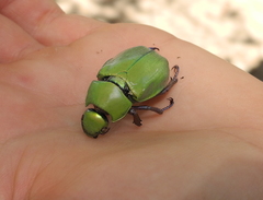 Chrysina beyeri