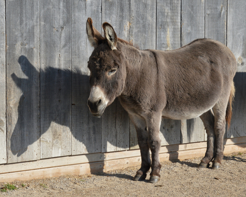 Donkey