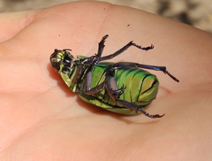 Chrysina beyeri