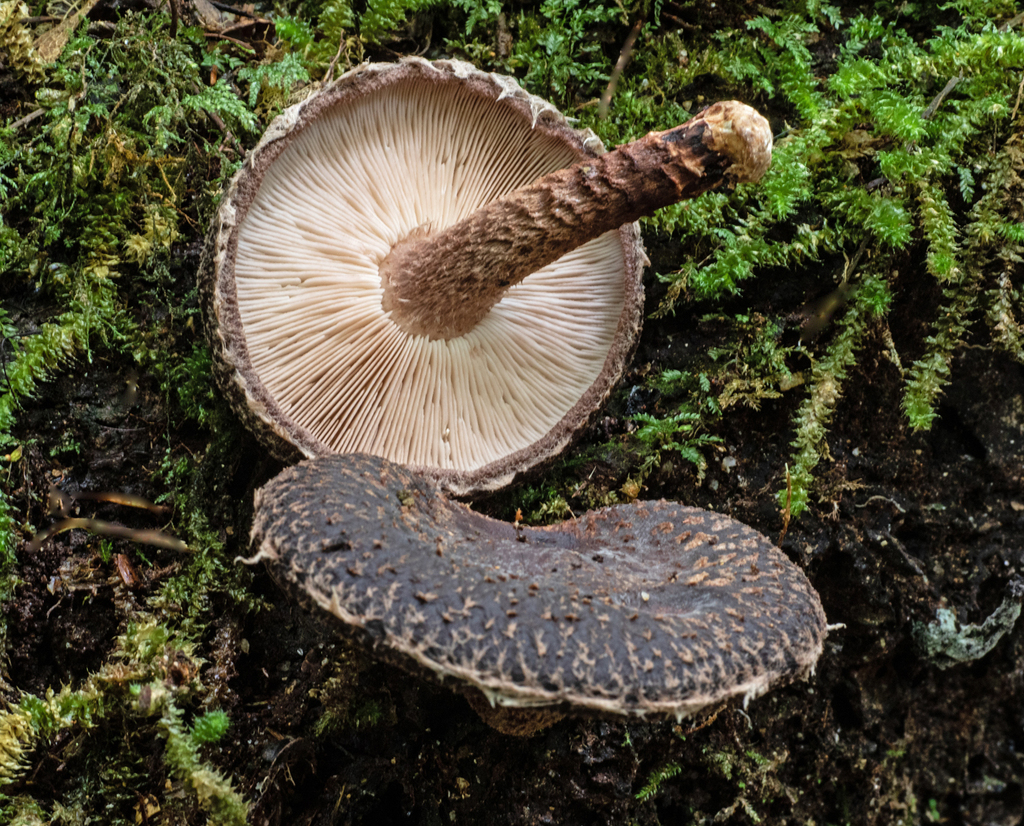 New Zealand shiitake from Karamea 7893, New Zealand on April 09, 2023
