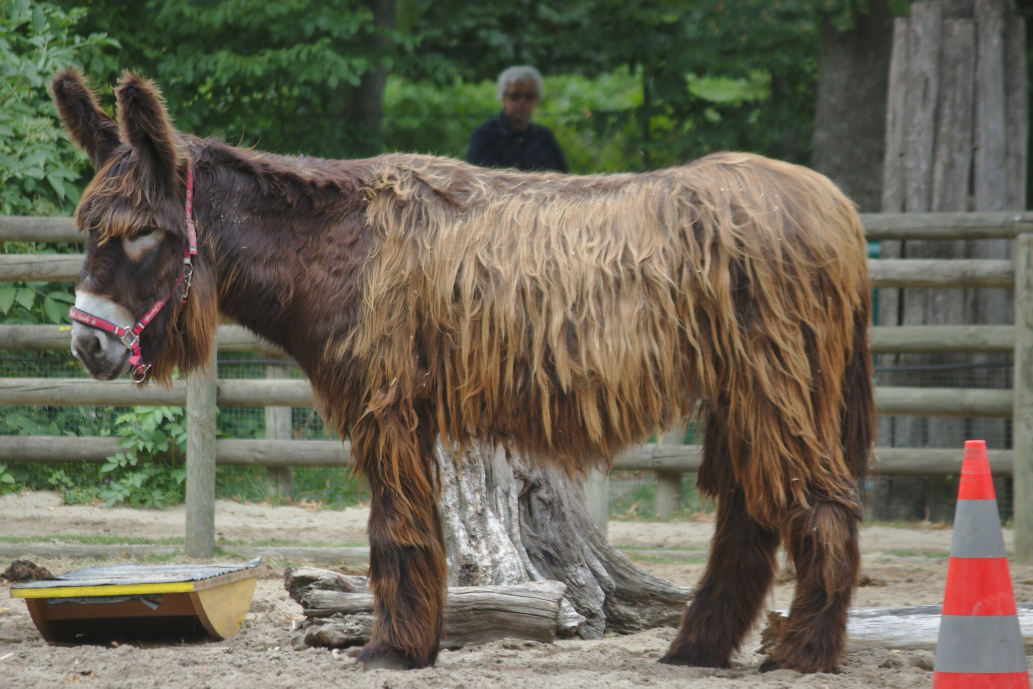 asno (Equus asinus) · NaturaLista Colombia