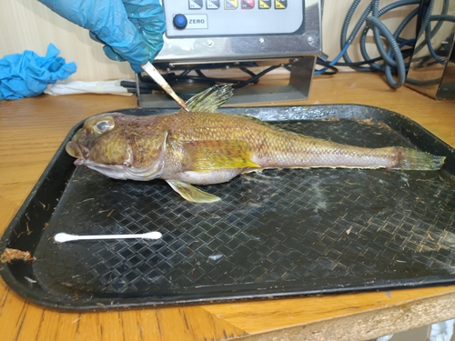 Humped rockcod (Gobionotothen gibberifrons) — Nototheniidae — 3