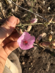 Malacothamnus fasciculatus nuttallii