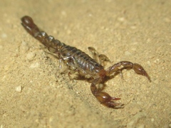 Superstitionia donensis