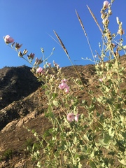 Malacothamnus fasciculatus nuttallii