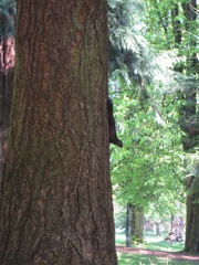 Sciurus carolinensis