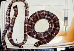 Lampropeltis annulata