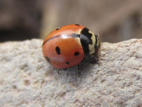 Nine-spotted Lady Beetle photographed in South Dakota