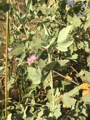 Malacothamnus fasciculatus nuttallii