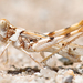 Least Desert Grasshopper - Photo (c) Marshal Hedin, some rights reserved (CC BY-NC-SA)