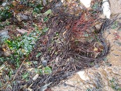 Gracilaria