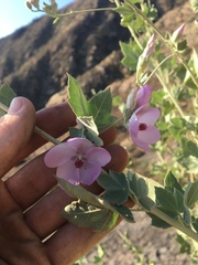 Malacothamnus fasciculatus nuttallii